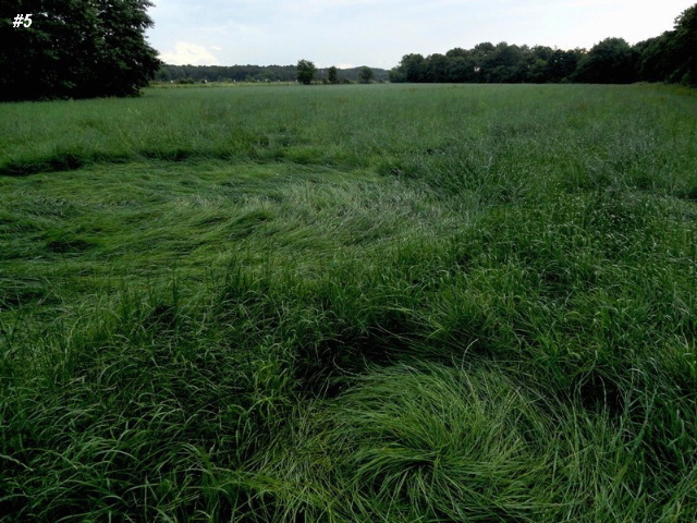 Grass Circle at Bosschenhoofd.The, Netherlands crop circle, aerial photo 6