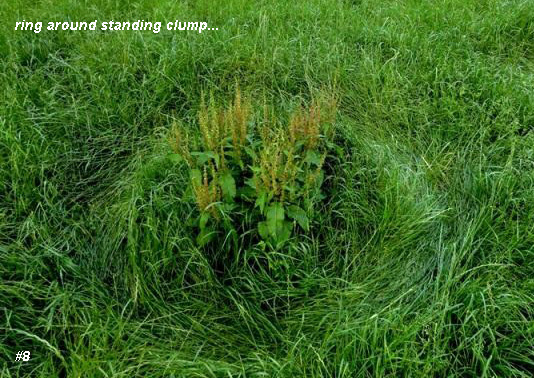 Grass Circle at Bosschenhoofd.The, Netherlands crop circle, aerial photo 9