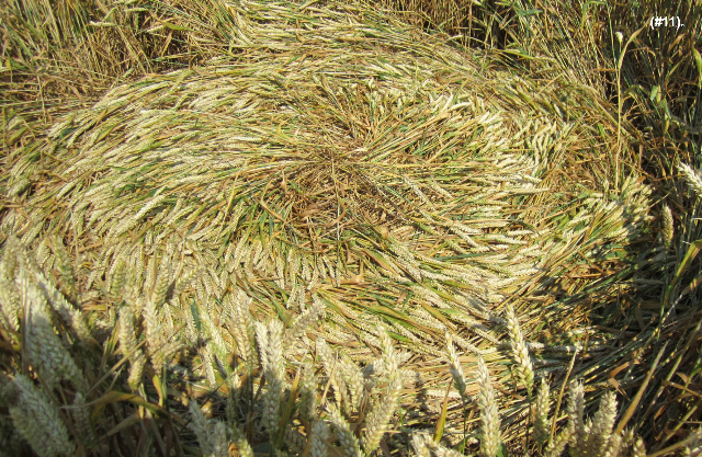 Standdaarbuiten, Netherlands crop circle, aerial photo 12