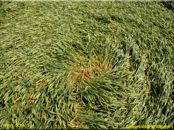 Zevenberschen-Hoek, Noord-Brabant, Netherlands crop circle, aerial photo 8
