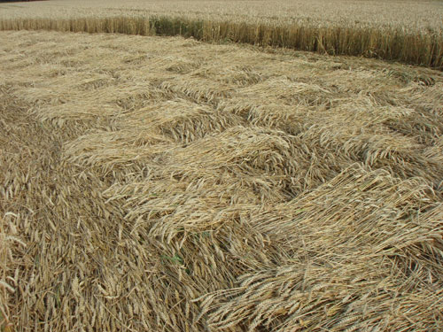 Andechs Abbey, Bavaria, Germany crop circle, ground photo 42