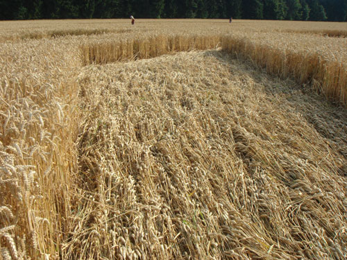 Andechs Abbey, Bavaria, Germany crop circle, ground photo 41