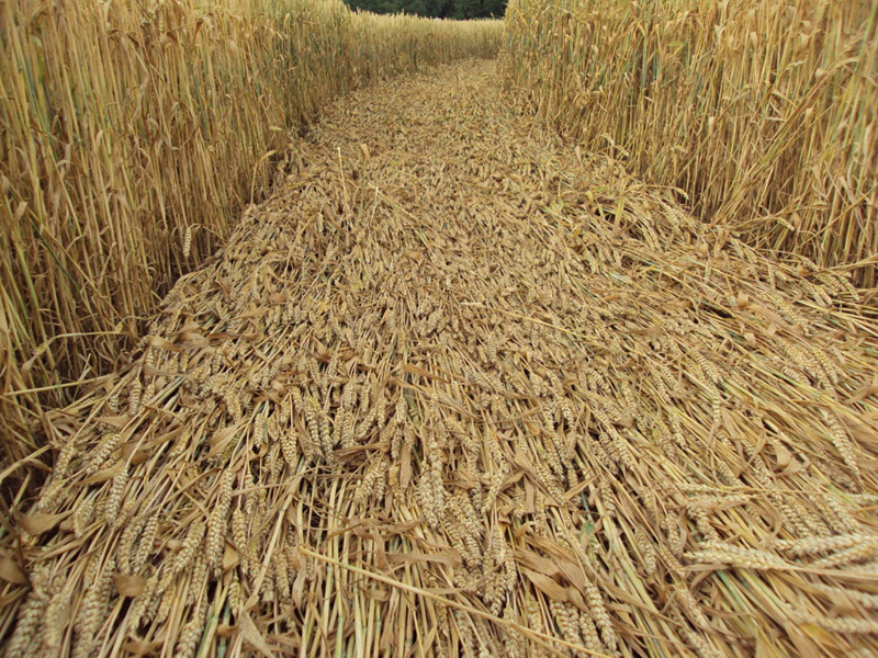 Büsingen (German Enclave), Switzerland crop circle, aerial photo 10