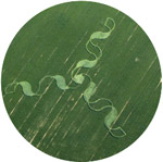 Andechs Abbey, Bavaria, Germany crop circle, aerial photo 46