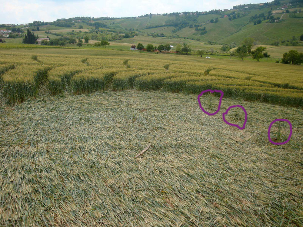 Bracciano, Bertinoro. (FC), Italy crop circle, aerial photo 82