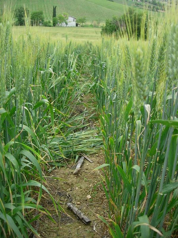 Bracciano, Bertinoro. (FC), Italy crop circle, aerial photo 20