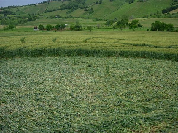 Bracciano, Bertinoro. (FC), Italy crop circle, aerial photo 9