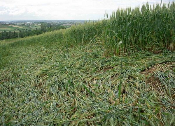 Bracciano, Bertinoro. (FC), Italy crop circle, aerial photo 17