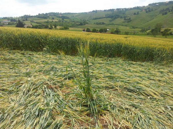 Bracciano, Bertinoro. (FC), Italy crop circle, aerial photo 60
