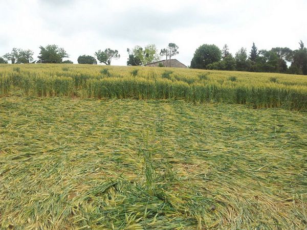 Bracciano, Bertinoro. (FC), Italy crop circle, aerial photo 61