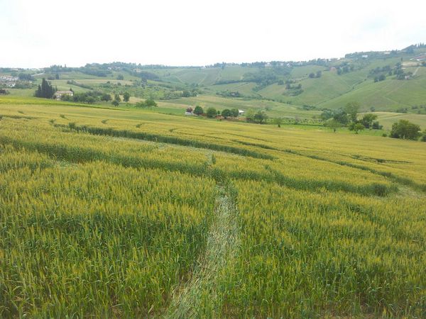Bracciano, Bertinoro. (FC), Italy crop circle, aerial photo 65