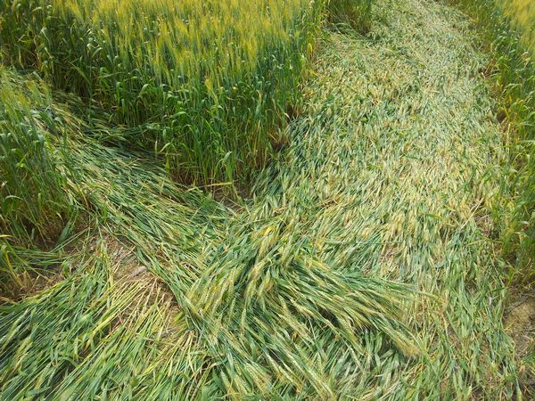 Bracciano, Bertinoro. (FC), Italy crop circle, aerial photo 66