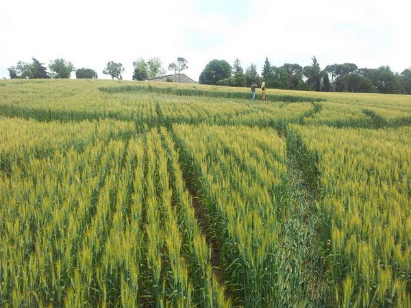 Bracciano, Bertinoro. (FC), Italy crop circle, aerial photo 67