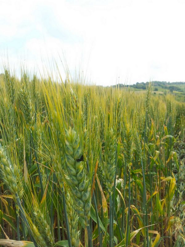 Bracciano, Bertinoro. (FC), Italy crop circle, aerial photo 69
