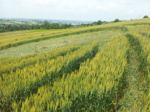 Bracciano, Bertinoro. (FC), Italy crop circle, aerial photo 70