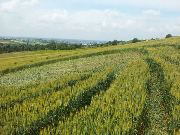 Bracciano, Bertinoro. (FC), Italy crop circle, aerial photo 74