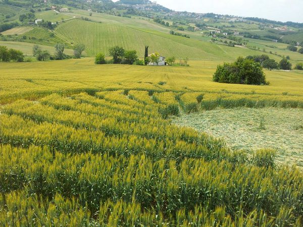 Bracciano, Bertinoro. (FC), Italy crop circle, aerial photo 73