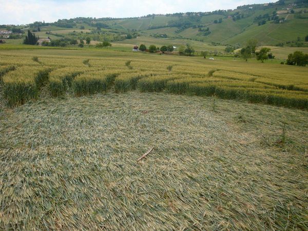 Bracciano, Bertinoro. (FC), Italy crop circle, aerial photo 71