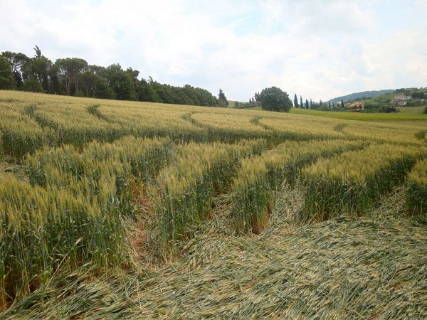 Bracciano, Bertinoro. (FC), Italy crop circle, aerial photo 75