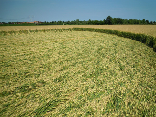Camponogara (Venezia), Italy crop circle, aerial photo 5