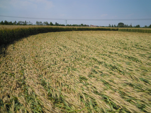 Camponogara (Venezia), Italy crop circle, aerial photo 7