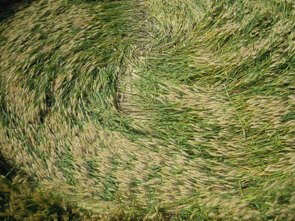 Camponogara (Venezia), Italy crop circle, aerial photo 6