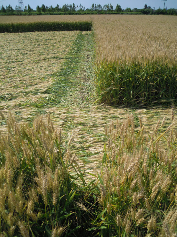 Camponogara (Venezia), Italy crop circle, aerial photo 9