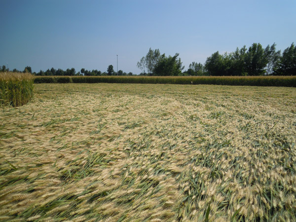 Camponogara (Venezia), Italy crop circle, aerial photo 8