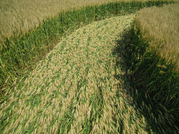 Camponogara (Venezia), Italy crop circle, aerial photo 10