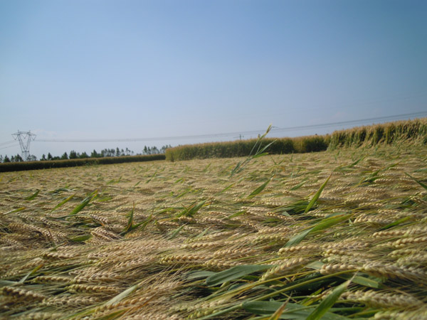 Camponogara (Venezia), Italy crop circle, aerial photo 14