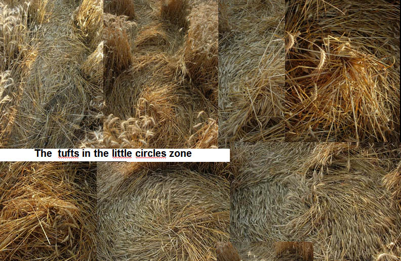 Fabbrico (RE), Italy crop circle, aerial photo 44