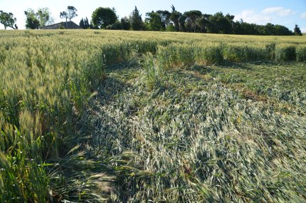 Bracciano, Bertinoro. (FC), Italy crop circle, aerial photo 32