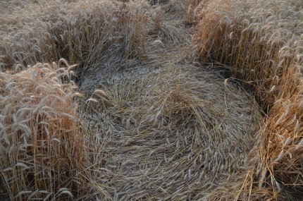Fabbrico (RE), Italy crop circle, aerial photo 29