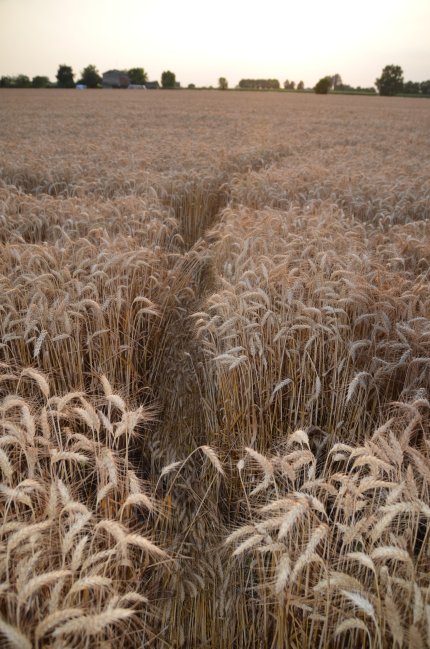 Fabbrico (RE), Italy crop circle, aerial photo 32