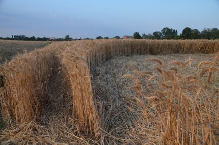 Fabbrico (RE), Italy crop circle, aerial photo 34