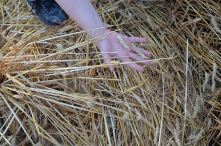 Fabbrico (RE), Italy crop circle, aerial photo 35