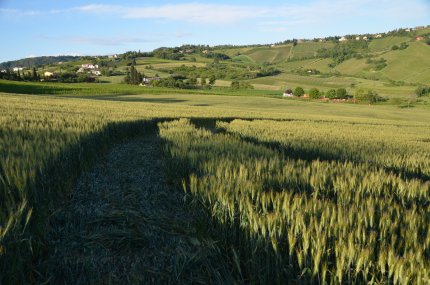Bracciano, Bertinoro. (FC), Italy crop circle, aerial photo 24