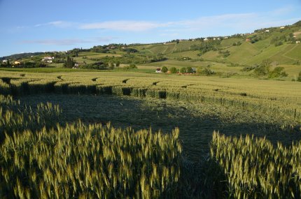 Bracciano, Bertinoro. (FC), Italy crop circle, aerial photo 25
