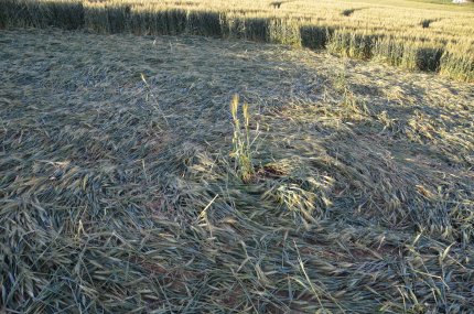 Bracciano, Bertinoro. (FC), Italy crop circle, aerial photo 26