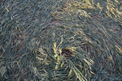 Bracciano, Bertinoro. (FC), Italy crop circle, aerial photo 27