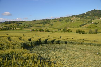Bracciano, Bertinoro. (FC), Italy crop circle, aerial photo 28