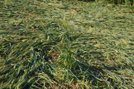 Bracciano, Bertinoro. (FC), Italy crop circle, aerial photo 29