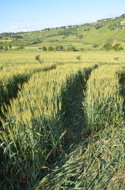 Bracciano, Bertinoro. (FC), Italy crop circle, aerial photo 30