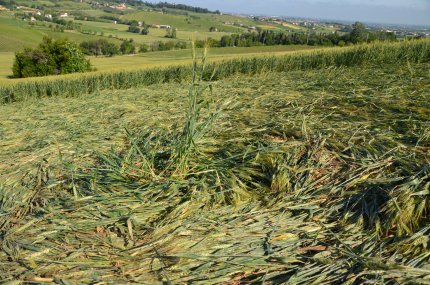 Bracciano, Bertinoro. (FC), Italy crop circle, aerial photo 31