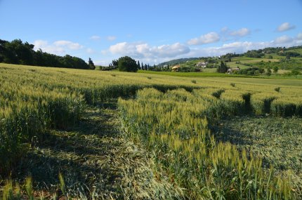 Bracciano, Bertinoro. (FC), Italy crop circle, aerial photo 33