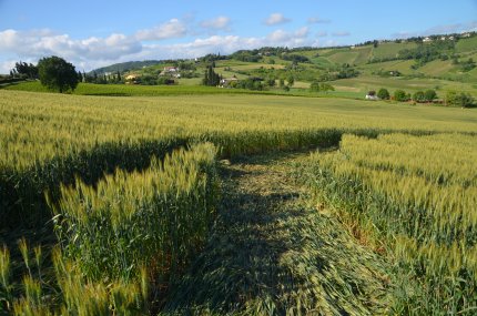 Bracciano, Bertinoro. (FC), Italy crop circle, aerial photo 34