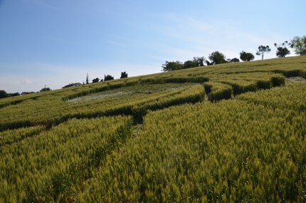 Bracciano, Bertinoro. (FC), Italy crop circle, aerial photo 35