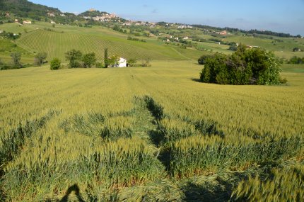Bracciano, Bertinoro. (FC), Italy crop circle, aerial photo 36