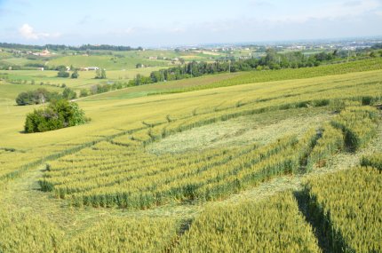 Bracciano, Bertinoro. (FC), Italy crop circle, aerial photo 37