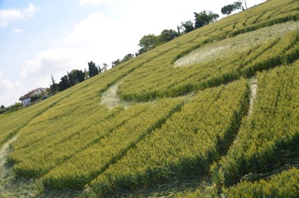 Bracciano, Bertinoro. (FC), Italy crop circle, aerial photo 38